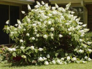 My oak leaf hydrangea