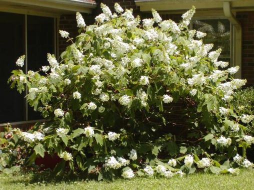 My oak leaf hydrangea