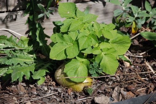 My first potato harvest