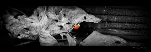Japanese Beetle