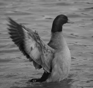 Mallard