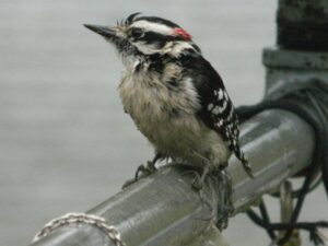 Bird on Pole