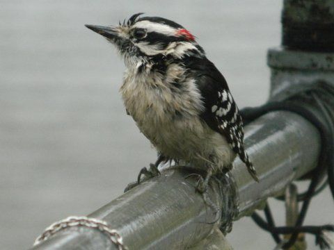 Bird on Pole