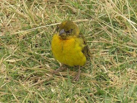 A little bird I saw in Tanzania.