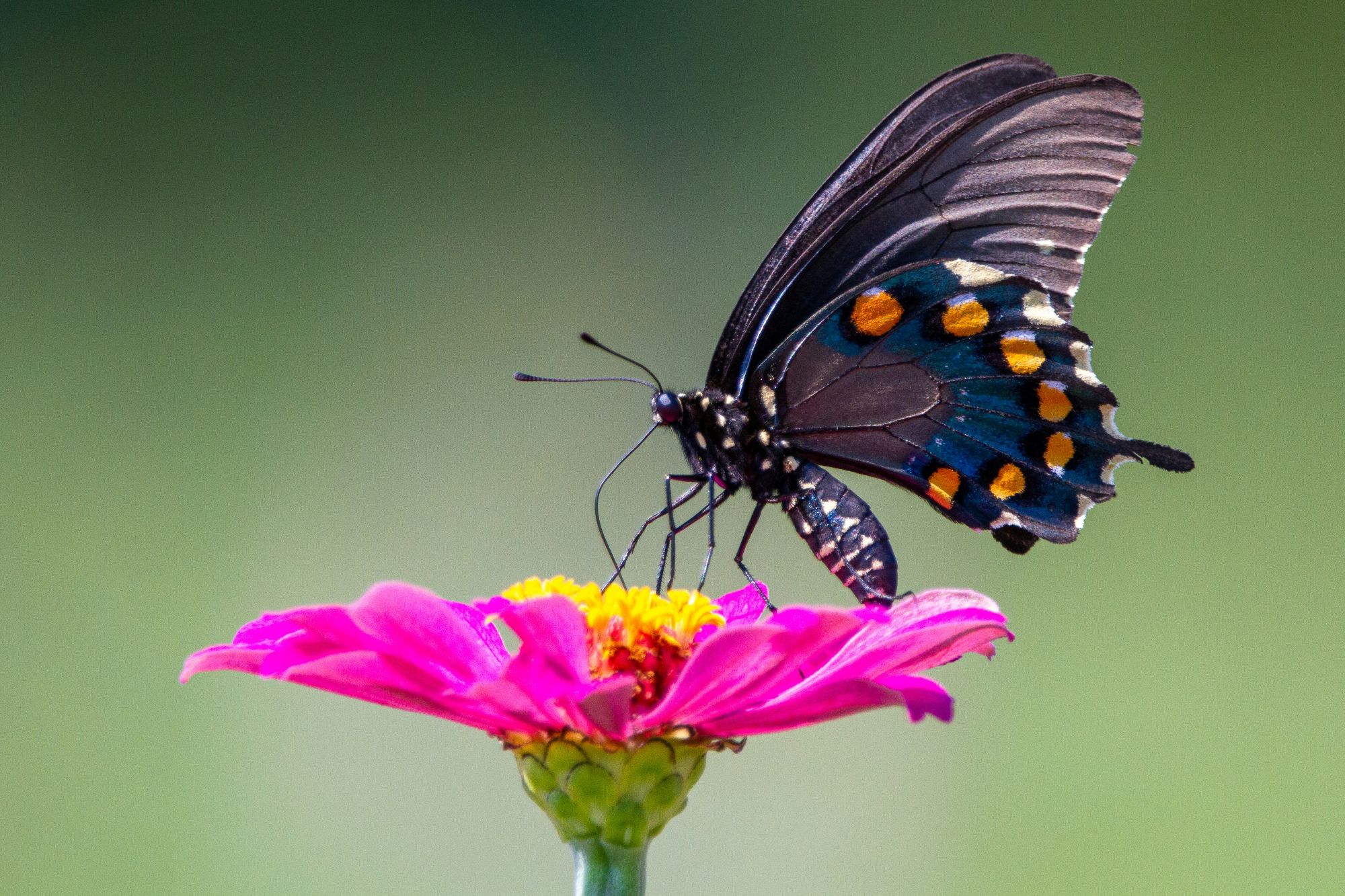 Pipevine swallowtail butterfly feeding on a pink flower, one of the Most Beautiful Butterflies in North America