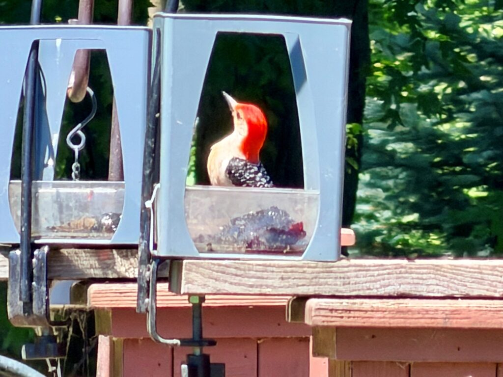 Red Belly Woodpecker eating grape jelly.