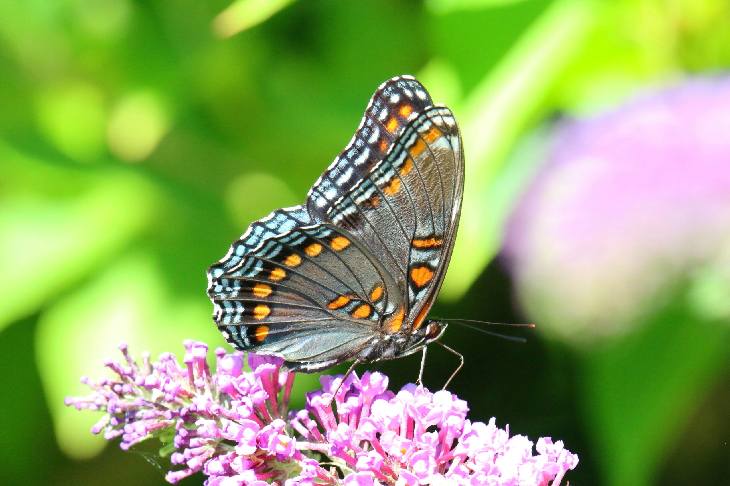 Red-spotted purple butterfly feeding on purple flowers