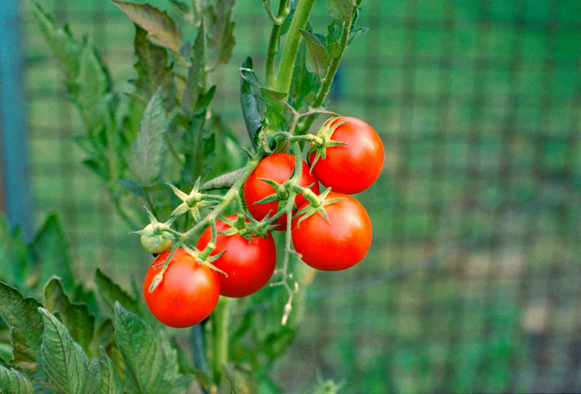 Ripe red tomatoes growing on the vine in a garden