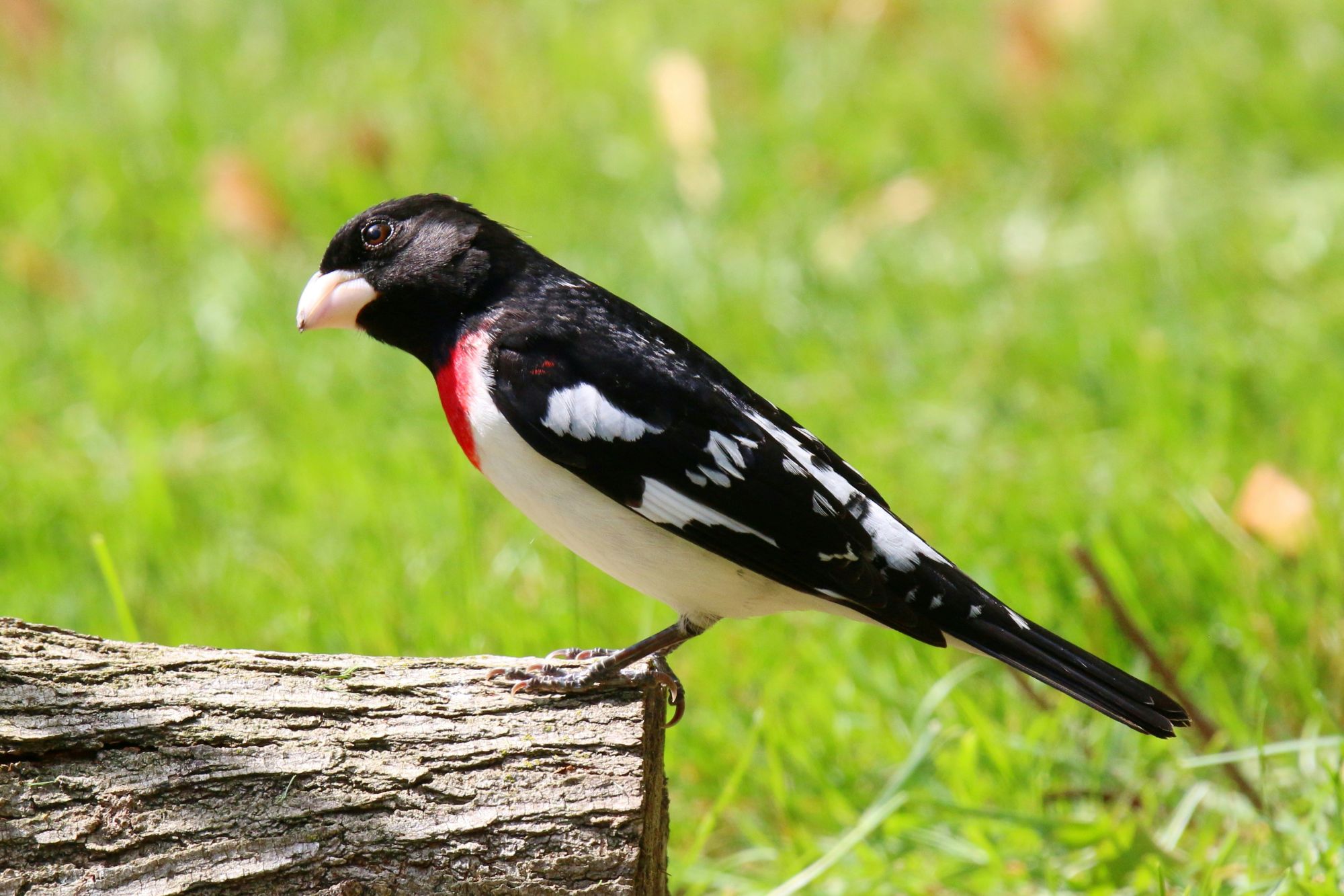 Male Rose-breasted Grosbeak perched on a log