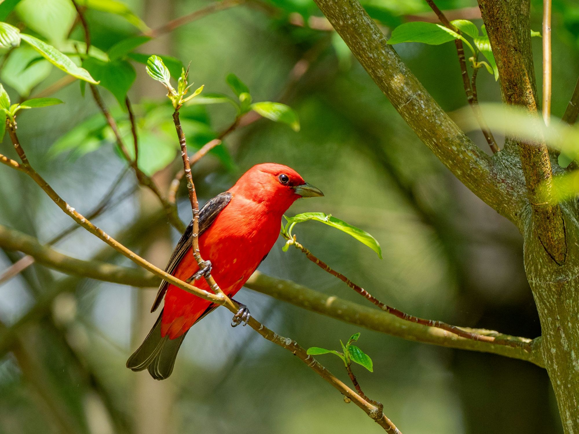 Male Scarlet Tanager perched in a leafy tree