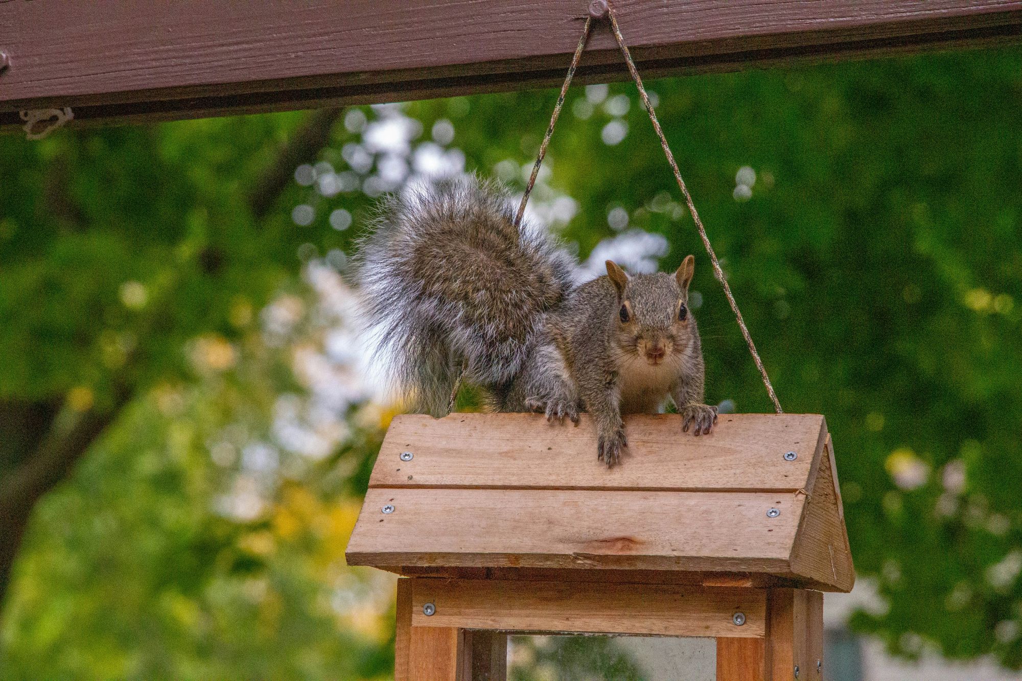 Squirrel sitting on top of a wooden bird feeder