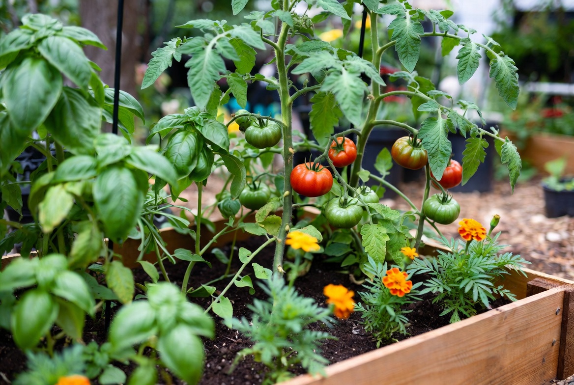 Tomato plants growing with basil and marigolds in a raised garden bed