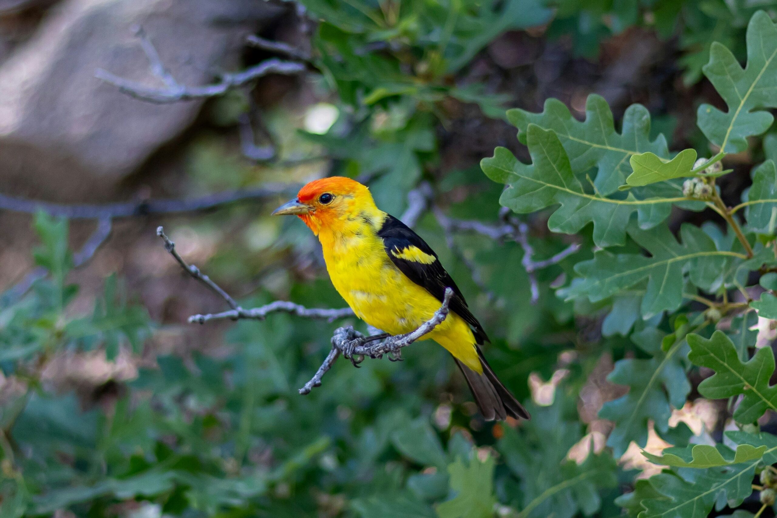 Male Western Tanager perched on a branch
