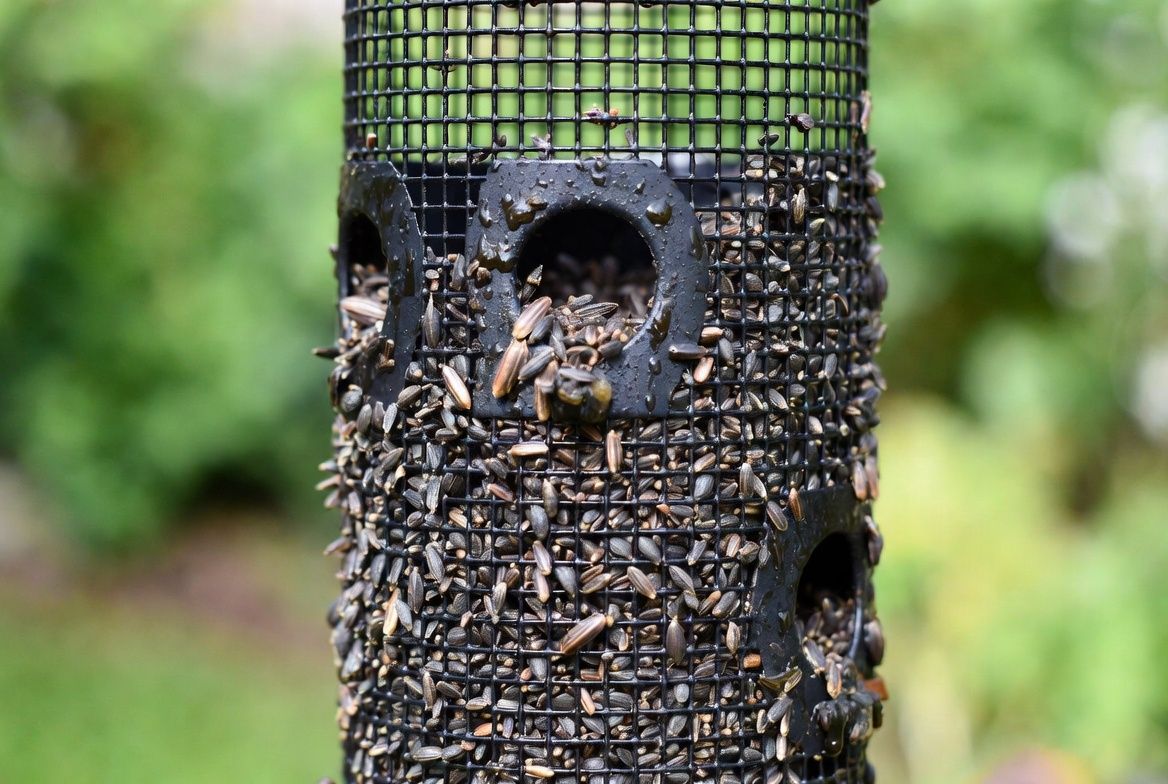Wet clumped nyjer seed stuck in a finch feeder