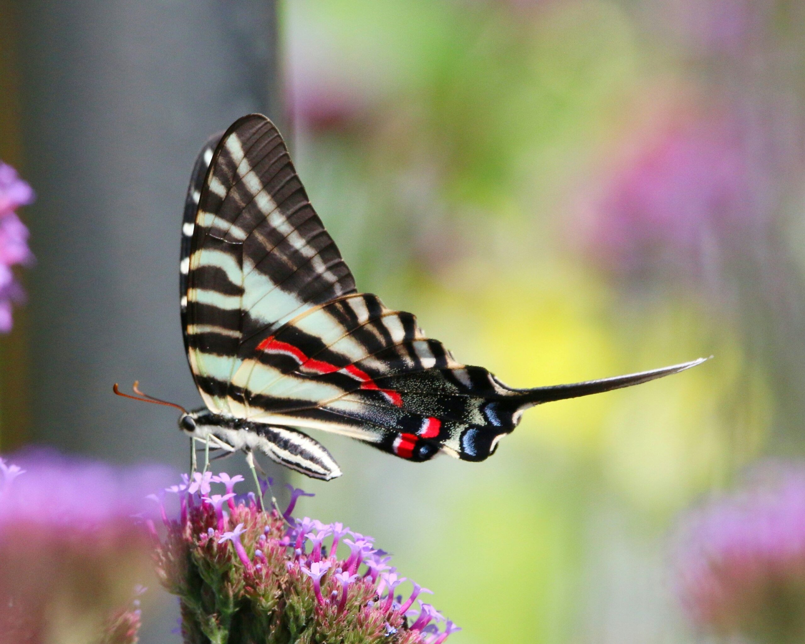 Zebra swallowtail butterfly feeding on purple flowers